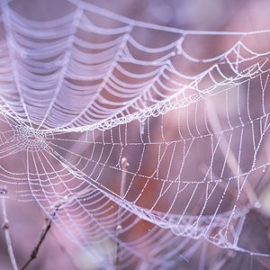 Overcome Arachnophobia MP3